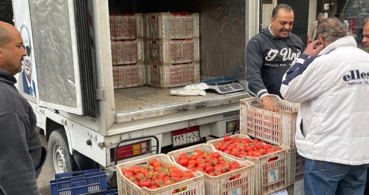 التموين تضخ سيارات متنقلة لطرح الطماطم بأسعار مخفضة للمواطنين