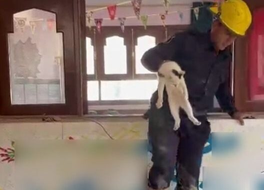 مأمورية أمنية لإنقاذ قطة محتجزة داخل معهد تعليمي بـ “سنهور القبلية”