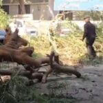 سقوط شجرة ضخمة على حافلة مدرسية و3 سيارات بالدقي